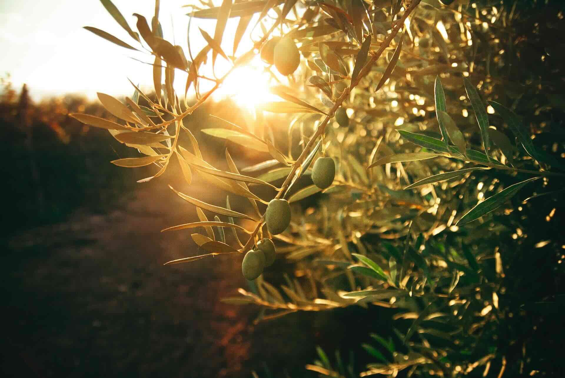 Huiles d'olives. Un terroir riche