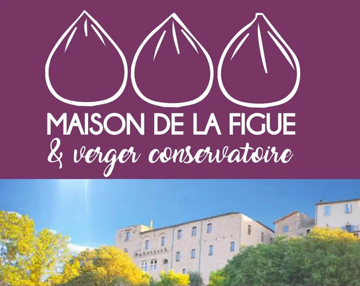 La figue, un trsor de Vznobres et du Gard