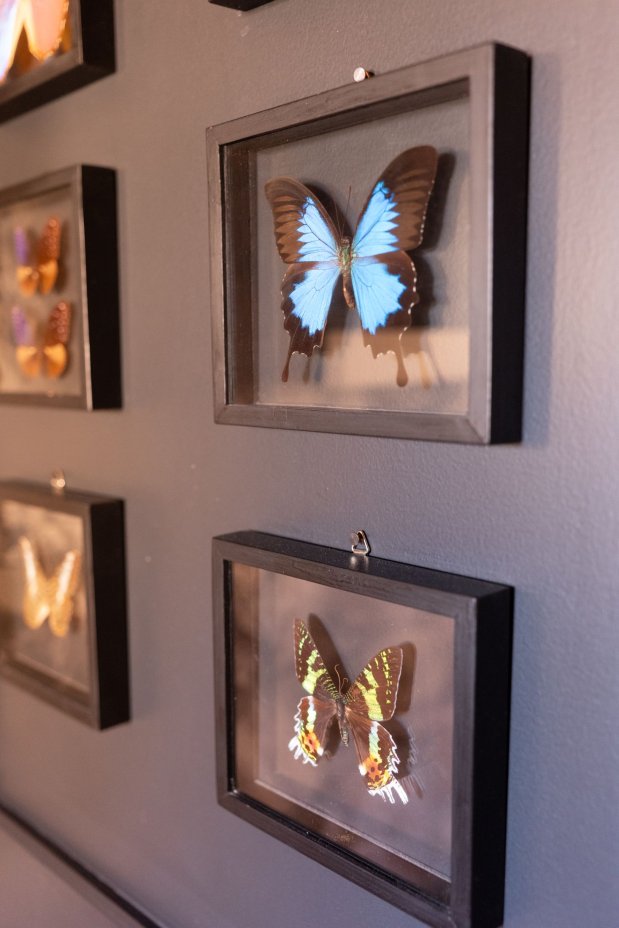 R�ve de Papillon
